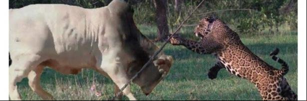 Encontro entre onças e touro tem final surpreendente no Pantanal